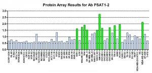 Click to enlarge image Protein Array in which CPTC-PSAT1-2 is screened against the NCI60 cell line panel for expression. Data is normalized to a mean signal of 1.0 and standard deviation of 0.5. Color conveys over-expression level (green), basal level (blue), under-expression level (red).