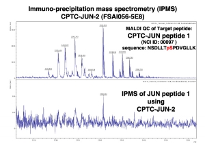 Click to enlarge image Immuno-Precipitation Mass Spectrometry using CPTC-JUN-2 antibody with CPTC-JUN proto-Oncogene peptide 1 (phosphorylated) as the target antigen. 