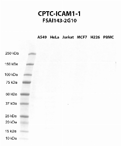 Click to enlarge image Western blot using CPTC-ICAM1-1 as primary antibody against A549 (lane 2), HeLa (lane 3), Jurkat (lane 4), MCF7 (lane 5), H226 (lane 6), and PBMC (lane 7) whole cell lysates.  Expected molecular weight - 57.8 kDa.  Molecular weight standards are also included (lane 1).