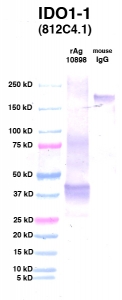 Click to enlarge image Western Blot using CPTC-IDO1-1 as primary Ab against IDO1 (Ag 10898) (lane 2). Also included are molecular wt. standards (lane 1) and mouse IgG control (lane 3).