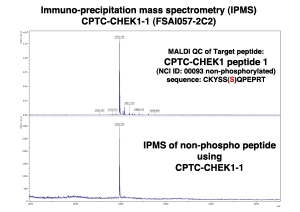 Click to enlarge image Immuno-Precipitation Mass Spectrometry using CPTC-CHEK1-1 antibody with CPTC-CHEK1 peptide 1 (NCI 00093; non-phosphorylated) as the target antigen.