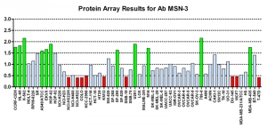 Click to enlarge image Protein Array in which CPTC-MSN-3 is screened against the NCI60 cell line panel for expression. Data is normalized to a mean signal of 1.0 and standard deviation of 0.5. Color conveys over-expression level (green), basal level (blue), under-expression level (red).