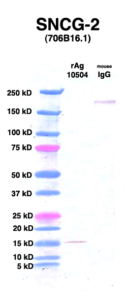 Click to enlarge image Western Blot using CPTC-SNCG-2 as primary Ab against Ag 10504 (lane 2). Also included are molecular wt. standards (lane 1) and mouse IgG control (lane 3).
