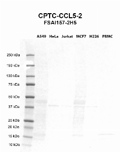Click to enlarge image Western blot using CPTC-CCL5-2 as primary antibody against A549 (lane 2), HeLa (lane 3), Jurkat (lane 4), MCF7 (lane 5), H226 (lane 6), and PBMC (lane 7) whole cell lysates.  Expected molecular weight - 10 kDa.  Molecular weight standards are also included (lane 1).