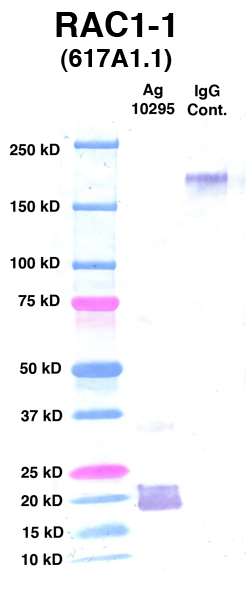 Click to enlarge image Western Blot Using CPTC-RAC1-1 as primary Ab against Ag 10295(Lane 2). Also included are Molecular Weight markers (Lane 1) and mouse IgG positive control (Lane 3).