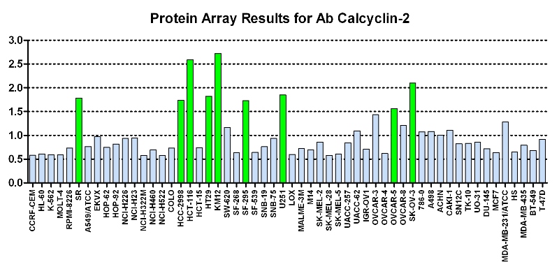 Click to enlarge image Protein Array in which CPTC-Calcyclin-2 is screened against the NCI60 cell line panel for expression. Data is normalized to a mean signal of 1.0 and standard deviation of 0.5. Color conveys over-expression level (green), basal level (blue), under-expression level (red).