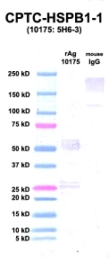 Click to enlarge image Western Blot using CPTC-HSPB1-1 as primary Ab against rAg 10175 (HSPB1) (lane 2). Also included are molecular wt. standards (lane 1) and mouse IgG as control for goat anti-mouse HRP secondary binding (lane 3).
