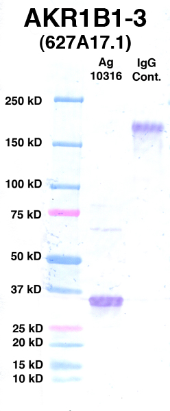 Click to enlarge image Western Blot using CPTC-AKR1B1-3 as primary Ab against Ag 10316 (lane 2). Also included are molecular wt. standards (lane 1) and mouse IgG control (lane 3).