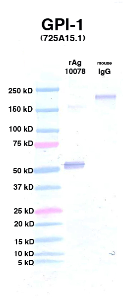 Click to enlarge image Western Blot using CPTC-GPI-1 as primary Ab against Ag 10078 (lane 2). Also included are molecular wt. standards (lane 1) and mouse IgG control (lane 3).