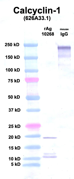 Click to enlarge image Western Blot using CPTC-Calcyclin-1 as primary Ab against Ag 10268 (lane 2). Also included are molecular wt. standards (lane 1) and mouse IgG as a positive control (lane 3).