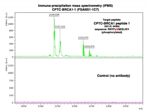 Click to enlarge image Immuno-Precipitation Mass Spectrometry using CPTC-BRCA1-1 antibody with CPTC-BRCA1 peptide 1 (phosphorylated) as the target antigen. 