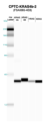 Click to enlarge image Western blot of CPTC-KRAS4b-2 antibody with full length KRAS4a,KRAS4b, H-RAS and N-RAS recombinant proteins.