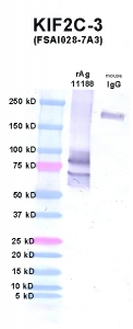 Click to enlarge image Western Blot using CPTC-KIF2C-3 as primary Ab against KIF2C (rAg 11188) in lane 2. Also included are molecular wt. standards (lane 1) and mouse IgG control (lane 3).