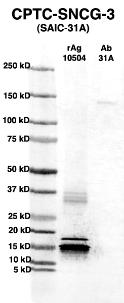 Click to enlarge image Western Blot using CPTC-SNCG-3 as primary Ab against full-length recombinant Ag 10504 (lane 2). Also included are molecular wt. standards (lane 1) and the SNCG-3 Ab as positive control (lane 3).