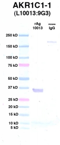 Click to enlarge image Western Blot using CPTC-AKR1C1-1 as primary Ab against rAg 10013 (AKR1C1) (lane 2). Also included are molecular wt. standards (lane 1) and mouse IgG as control for goat anti-mouse HRP secondary binding (lane 3).