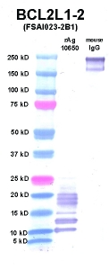 Click to enlarge image Western Blot using CPTC-BCL2L1-2 as primary Ab against BCL2L1 (rAg 10650) in lane 2. Also included are molecular wt. standards (lane 1) and mouse IgG control (lane 3).