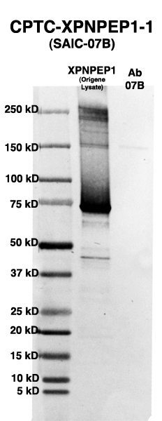 Click to enlarge image Western Blot using CPTC-XPNPEP-1 as primary Ab against HEK293T cell lysate containing XPNPEP (from Origene) in lane 2. Also included are molecular wt. standards (lane 1) and the XPNPEP-1 Ab as the IgG control (lane 3).