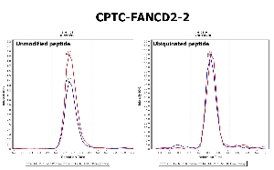 Click to enlarge image Immuno-MRM chromatogram of CPTC-FANCD2-2 antibody (see CPTAC assay portal for details: https://assays.cancer.gov/CPTAC-3229 for unmodified peptide and https://assays.cancer.gov/CPTAC-3228  for ubiquinated peptide)
Data provided by the Paulovich Lab, Fred Hutch (https://research.fredhutch.org/paulovich/en.html). Data shown were obtained from cell lysate.