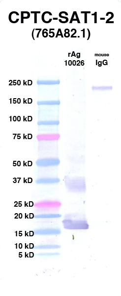 Click to enlarge image Western Blot using CPTC-SAT1-2 as primary Ab against rAg 10026 (lane 2). Also included are molecular wt. standards (lane 1) and mouse IgG control (lane 3).