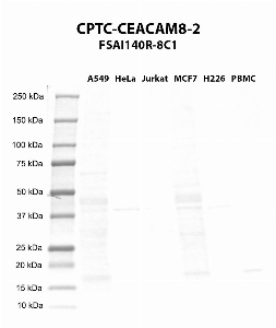 Click to enlarge image Western blot using CPTC-CEACAM8-2 as primary antibody against A549 (lane 2), HeLa (lane 3), Jurkat (lane 4), MCF7 (lane 5), H226 (lane 6), and PBMC (lane 7) whole cell lysates.  HeLa and H226 are positive. All other cell lines are negative. Expected molecular weight - 38.2 kDa.  Molecular weight standards are also included (lane 1).
