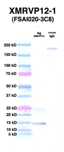 Click to enlarge image Western Blot using CPTC-XMRVP12-1 as primary Ab against XMRVP12 - Ag00003 (lane 2). Also included are molecular wt. standards (lane 1) and mouse IgG control (lane 3).