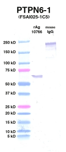 Click to enlarge image Western Blot using CPTC-PTPN6-1 as primary Ab against PTPN6 (rAg 10766) in lane 2. Also included are molecular wt. standards (lane 1) and mouse IgG control (lane 3).