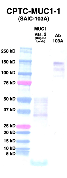 Click to enlarge image Western Blot using CPTC-MUC1-1 as primary Ab against MUC1 var.2 cell lysate (from Origene) in lane 2. Also included are molecular wt. standards (lane 1) and the MUC1-1 Ab as the IgG control (lane 3).