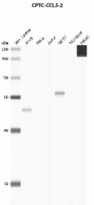 Click to enlarge image Automated western blot using CPTC-CCL5-2 as primary antibody against A549 (lane 2), HeLa (lane 3), Jurkat (lane 4), MCF7 (lane 5), H226 (lane 6), and PBMC (lane 7) whole cell lysates.  Expected molecular weight - 10 kDa.  Molecular weight standards are also included (lane 1).