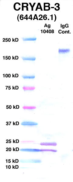 Click to enlarge image Western Blot using CPTC-CRYAB-3 as primary Ab against Ag 10408 (lane 2). Also included are molecular wt. standards (lane 1) and mouse IgG control (lane 3).