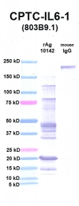 Click to enlarge image Western Blot using CPTC-IL6-1 as primary Ab against IL6 (rAg 10142) in lane 2. Also included are molecular wt. standards (lane 1) and mouse IgG control (lane 3).