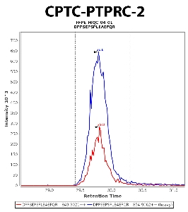 Click to enlarge image Immuno-MRM chromatogram of CPTC-PTPRC-2 antibody (see CPTAC assay portal for details: https://assays.cancer.gov/CPTAC-5946)
Data provided by the Paulovich Lab, Fred Hutch (https://research.fredhutch.org/paulovich/en.html). Data shown were obtained from FFPE tumor tissue lysate pool.