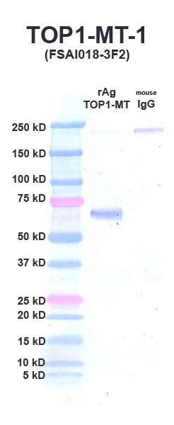 Click to enlarge image Western Blot using CPTC-TOP1MT-1 as primary Ab against recombinant topoisomerase1 MT (lane 2). Also included are molecular wt. standards (lane 1) and mouse IgG control (lane 3).