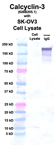 Click to enlarge image Western Blot using CPTC-Calcyclin-3 as primary Ab against cell lysate from SK-OV3 cells (lane 2). Also included are molecular wt. standards (lane 1) and mouse IgG control (lane 3).