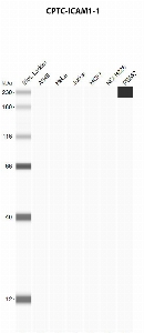 Click to enlarge image Automated western blot using CPTC-ICAM1-1 as primary antibody against A549 (lane 2), HeLa (lane 3), Jurkat (lane 4), MCF7 (lane 5), H226 (lane 6), and PBMC (lane 7) whole cell lysates.  Expected molecular weight - 57.8 kDa.  Molecular weight standards are also included (lane 1).