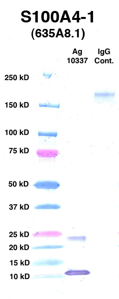 Click to enlarge image Western Blot Using CPTC-S100A4-1 as primary Ab against Ag 10337(Lane 2). Also included are Molecular Weight markers (Lane 1) and mouse IgG positive control (Lane 3).