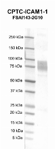 Click to enlarge image Western blot using CPTC-ICAM1-1 as primary antibody against human intercellular adhesion molecule 1 (ICAM1) recombinant protein (lane 2).  Expected molecular weight - 52.2 kDa.  Molecular weight standards are also included (lane 1).