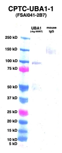 Click to enlarge image Western Blot using CPTC-UBA1-1 as primary Ab against UB2L6 (rAg 00057) (lane 2). Also included are molecular wt. standards (lane 1) and mouse IgG control (lane 3).