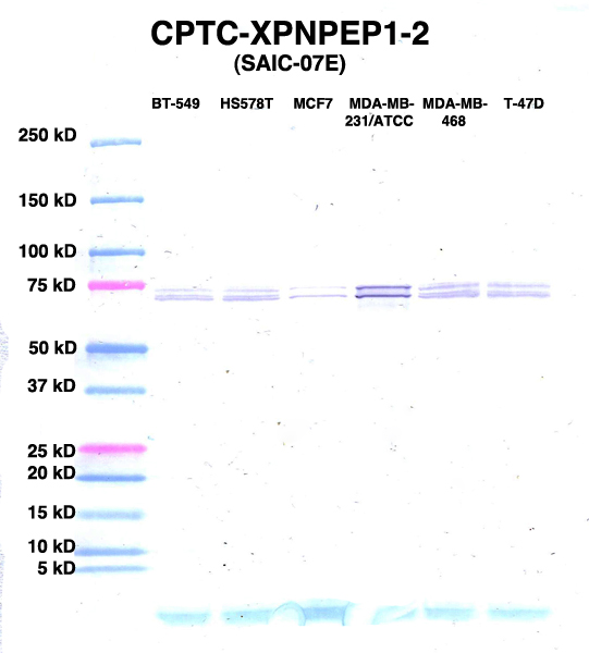 Click to enlarge image Western Blot using CPTC-XPNPEP1-2 as primary Ab against lysates from six breast cancer cell lines from the NCI60 cell line collection (lanes 2-7). Also included are molecular wt. standards (lane 1).