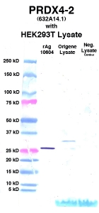Click to enlarge image Western Blot using CPTC-PRDX4-2 as primary Ab against cell lysate from transiently overexpressed HEK293T cells form Origene (lane 3). Also included are molecular wt. standards (lane 1), lysate from non-transfected HEK293T cells as neg control (lane 4) and recombinant Ag PRDX4 (NCI 10604) in (lane 2). 