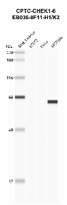Click to enlarge image Automated western Blot using CPTC-CHEK1-6 as primary antibody against cell lysates LCL57 (lane 2), HeLa (lane 3) and MCF10A (lane 4). Also included are molecular weight standards (lane 1)