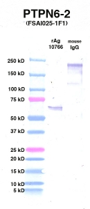 Click to enlarge image Western Blot using CPTC-PTPN6-2 as primary Ab against PTPN6 (rAg 10766) in lane 2. Also included are molecular wt. standards (lane 1) and mouse IgG control (lane 3).