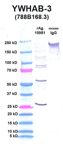 Click to enlarge image Western Blot using CPTC-YWHAB-3 as primary Ab against YWHAB (rAg 10981) in lane 2. Also included are molecular wt. standards (lane 1) and mouse IgG control (lane 3).