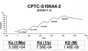 Click to enlarge image Kinetic titration data for S100A4-2 Ab (635A11.1) using Biacore SPR method