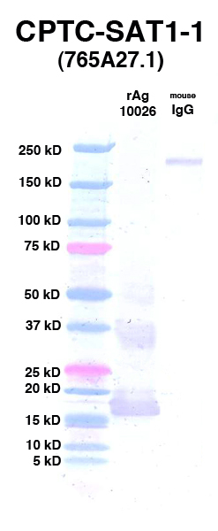 Click to enlarge image Western Blot using CPTC-SAT1-1 as primary Ab against rAg 10026 (lane 2). Also included are molecular wt. standards (lane 1) and mouse IgG control (lane 3).