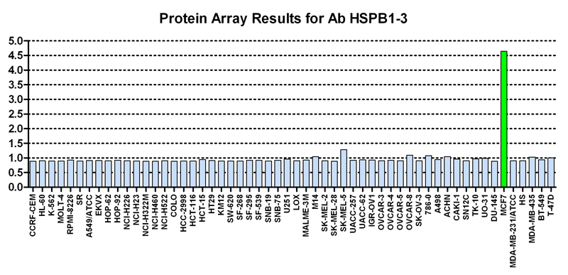 Click to enlarge image This antibody is not suitable for use in a Reverse Phase Protein Array format as described in SOP M-105.