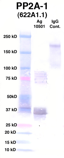 Click to enlarge image Western Blot using CPTC-PP2A-1 as primary Ab against Ag 10501 (lane 2). Also included are molecular wt. standards (lane 1) and mouse IgG control (lane 3).