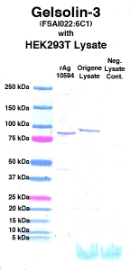 Click to enlarge image Western Blot using CPTC-Gelsolin-3 as primary Ab against cell lysate from transiently overexpressed HEK293T cells form Origene (lane 3). Also included are molecular wt. standards (lane 1), lysate from non-transfected HEK293T cells as neg control (lane 4) and recombinant Ag Gelsolin (NCI 10594) in (lane 2). 