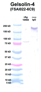 Click to enlarge image Western Blot using CPTC-Gelsolin-4 as primary Ab against Gelsolin (rAg 10594) in lane 2. Also included are molecular wt. standards (lane 1) and mouse IgG control (lane 3).