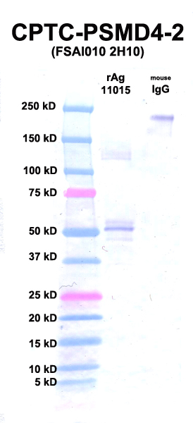 Click to enlarge image Western Blot using CPTC-PSMD4-2 as primary Ab against rAg 11015 (PSMD4) (lane 2). Also included are molecular wt. standards (lane 1) and mouse IgG as control for goat anti-mouse HRP secondary binding (lane 3).