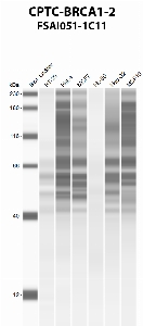 Click to enlarge image Automated western blot using CPTC-BRCA1-2 as primary antibody against HT-29 (lane 2), HeLa (lane 3), MCF7 (lane 4), HL-60 (lane 5), Hep G2 (lane 6), and MCF7 (lane 7) whole cell lysates.  Expected molecular weight - 208 kDa, 7 kDa, 85 kDa, 206 kDa, 81 kDa, 78 kDa, 210 kDa, and 202 kDa.  Molecular weight standards are also included (lane 1).